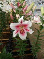 [4510 PO98 Sucinto No01.JPG]